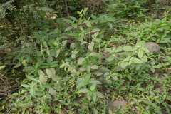 Alternanthera ficoidea